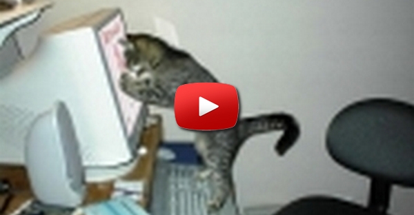 Gato no Computador
